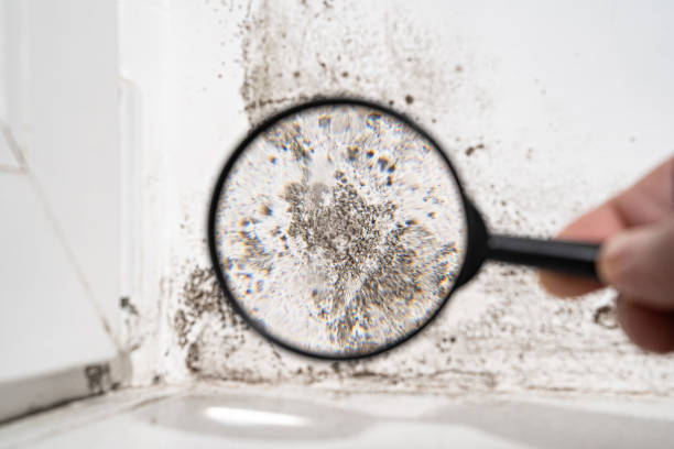 Why You Should Choose Our Mold Remediation Services in Palos Hills, IL